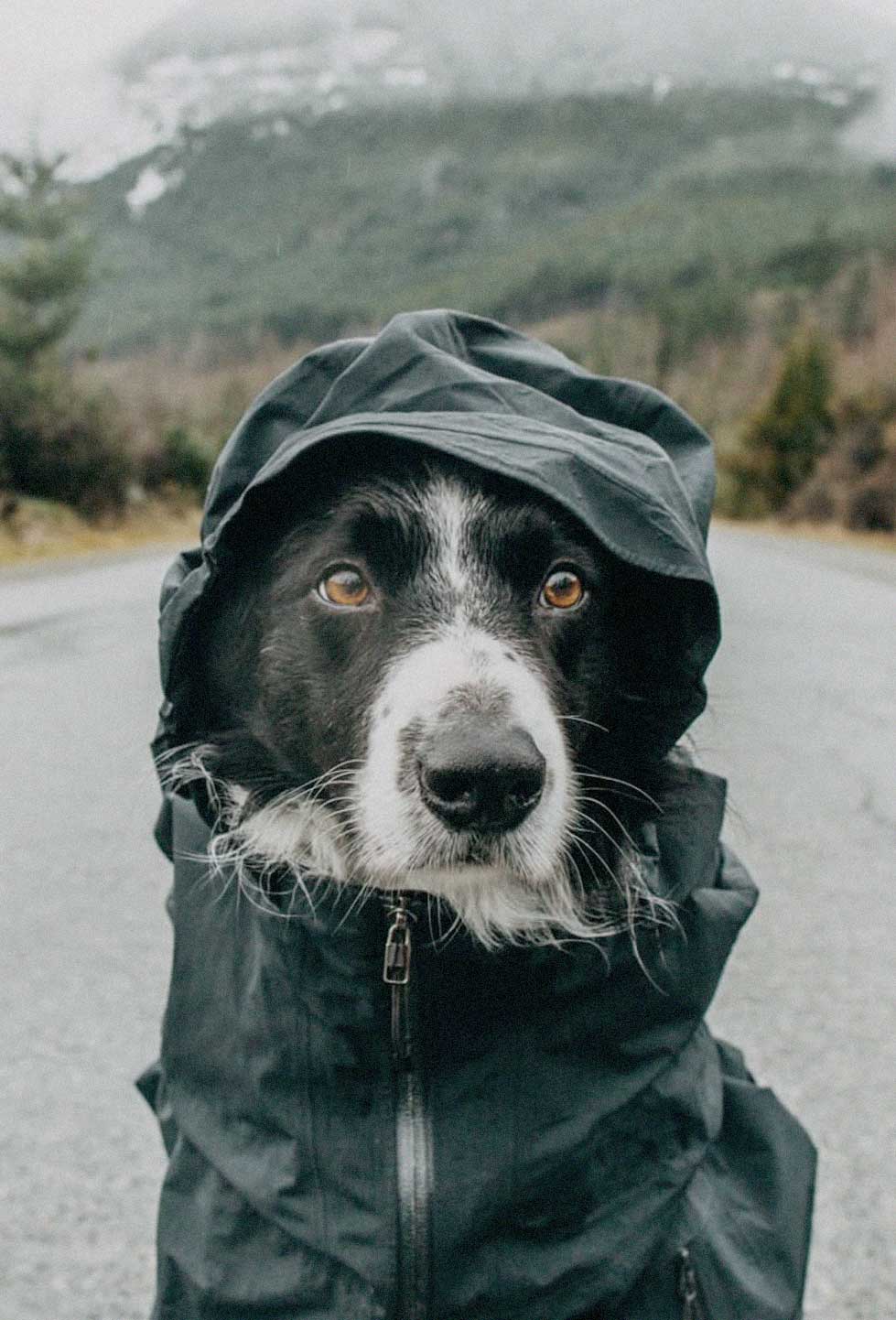 Perro en el trail con bandana deportiva ultraligera con refrigeración activa por evaporación.