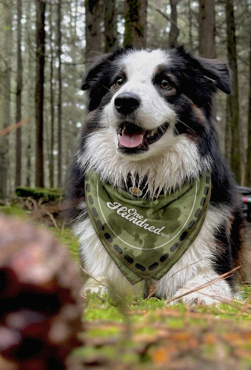 Bandana Dog Club